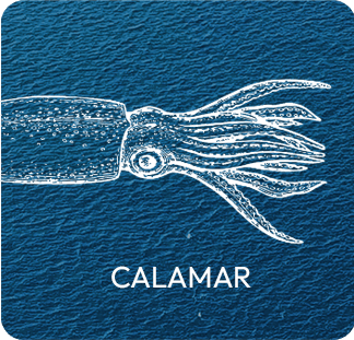 Calamar