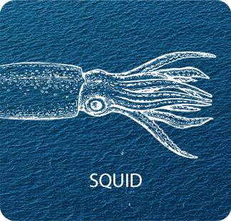 Squid
